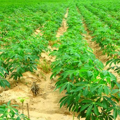 yellow catimor Coffee beans ripening on tree in North of thailan